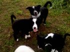 Wo ist meine neue Familie