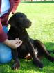 4 wunderschöne reinrassige Labradorwelpen Rüden aus Familienzucht zu verkaufe