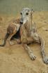 Flugpaten für Galgo-Rüde Eulalio aus der Perrera Villamartin von Malaga Jerez o