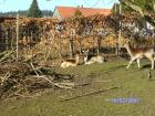 Damwild extrem billig abzugeben