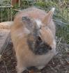 2 Jamorra Kaninchen abzugeben