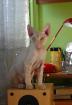BENO Devon Rex