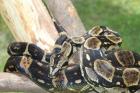 1. 1 Boa Constrictor Longicauda