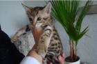 Wunderschöne Bengal-Kitten