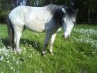 Rodney sucht eine Reitbeteiligung