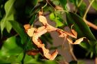 Australische Gespenstschrecken Extatosoma Tiaratum