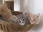 Maine Coon Kitten in blue und creme ab Ende Oktober abzugeben