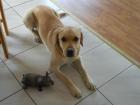 Labrador Rüde kastriert und geimpft