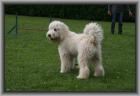 Süße Goldendoodle Welpen abzugeben