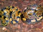 Verkaufe 1 2 Python regius und 1 2 Morelia spilota macdowelli
