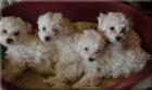 Allergiefreie Bichon frise Welpen