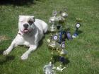 American Bulldog Welpen im November 2022