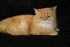 Wunderschöner reinrassiger roter Perserkater mit Näschen