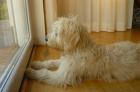 Goldendoodlewelpen