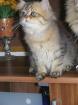Goldschatz sucht Dich