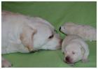 Wir haben einen Wurf Labradorwelpen vom 06. 10. 2022