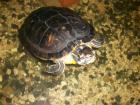 Gelbwangenschmuck-Schildkröte zu verkaufen