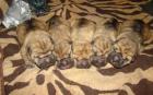 Shar Pei wundersuesse Welpen zu verkaufen