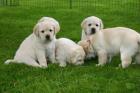 Süße blonde gelbe Labrador Welpen m. Papieren