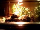 2 Schildkröten incl. Zubehör zu verkaufen