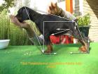 Dobermann Welpen tolle Blutlinie