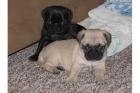 Reinrassige Mops Babys Freiatmend
