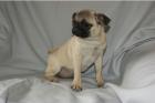 Mops Welpen gechipt geimpft beige