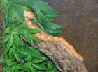 1 0 Kornnatter Creamsicle Bock adult NZ07 abzugeben Pantherophis guttatus