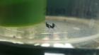 Geistermantis Phyllocrania Paradoxa und Oxyopsis gracilis abzugeben
