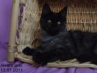 . Sehr typvolle Maine Coon Kitten .