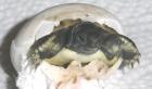Landschildkrötenbabys aus 2022