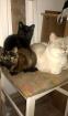 Unsere Mama will dass wir ausziehen. -