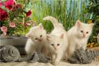 Wurfankündigung 2022 - Birmababys in creme red auch mit tabby erwartet
