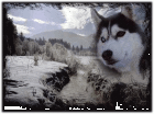 Husky-Camp-Eifel Therapie Abenteuer-Camp Sucht Sponsoren
