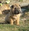 Super süße Shar-Pei Welpen zu verkaufen