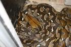 Python reticulatus Makassar 0 1