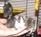 Handzahme 5Wochen junge Rattenkids suchen ein neues zu Hause