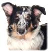 Australian Shepherd - Welpe 6 mon. reinrassig Rüde - Blue Merle
