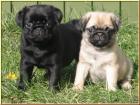 Mops welpen