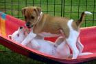 Jack Russell Welpen mit Papieren