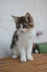 Süße Kitten suchen neues Personal