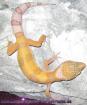 Leopardgeckos aus eigener Hobbyzucht abzugeben PLZ 64625 versch. Farbformen