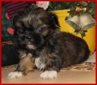 Chihuahua - Pekinese Mix