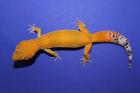 Leopardgecko Nachzuchten 2022