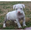 American Pit Bull Am Staff.