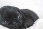 Mops Welpen beige und schwarz reinrassig mit Papieren