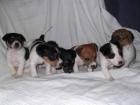 Reinrassige Jack-Russel-Welpen