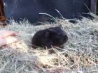 3 ganz süße Meerschweinbabys abzugeben