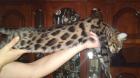 Bengalkatzen Bengal Bengalkatze