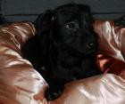 Seltene Zwergpinscher / Shih-Tzu Mix-Welpen